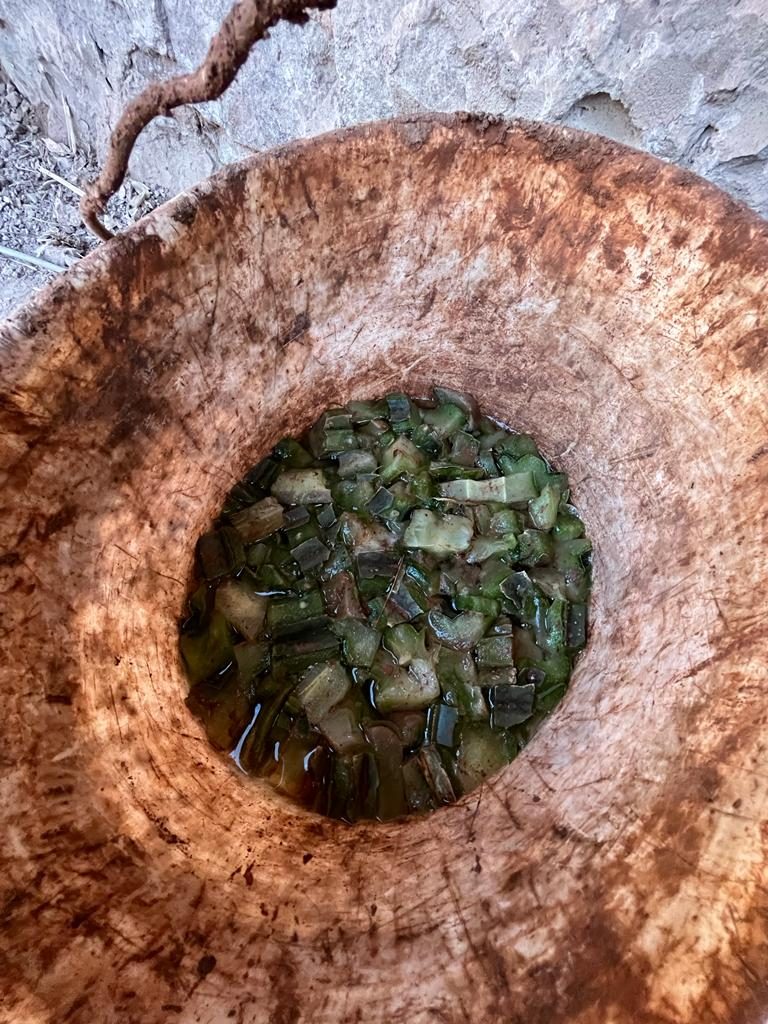 Trozos de cactus remojando en una tina de agua
